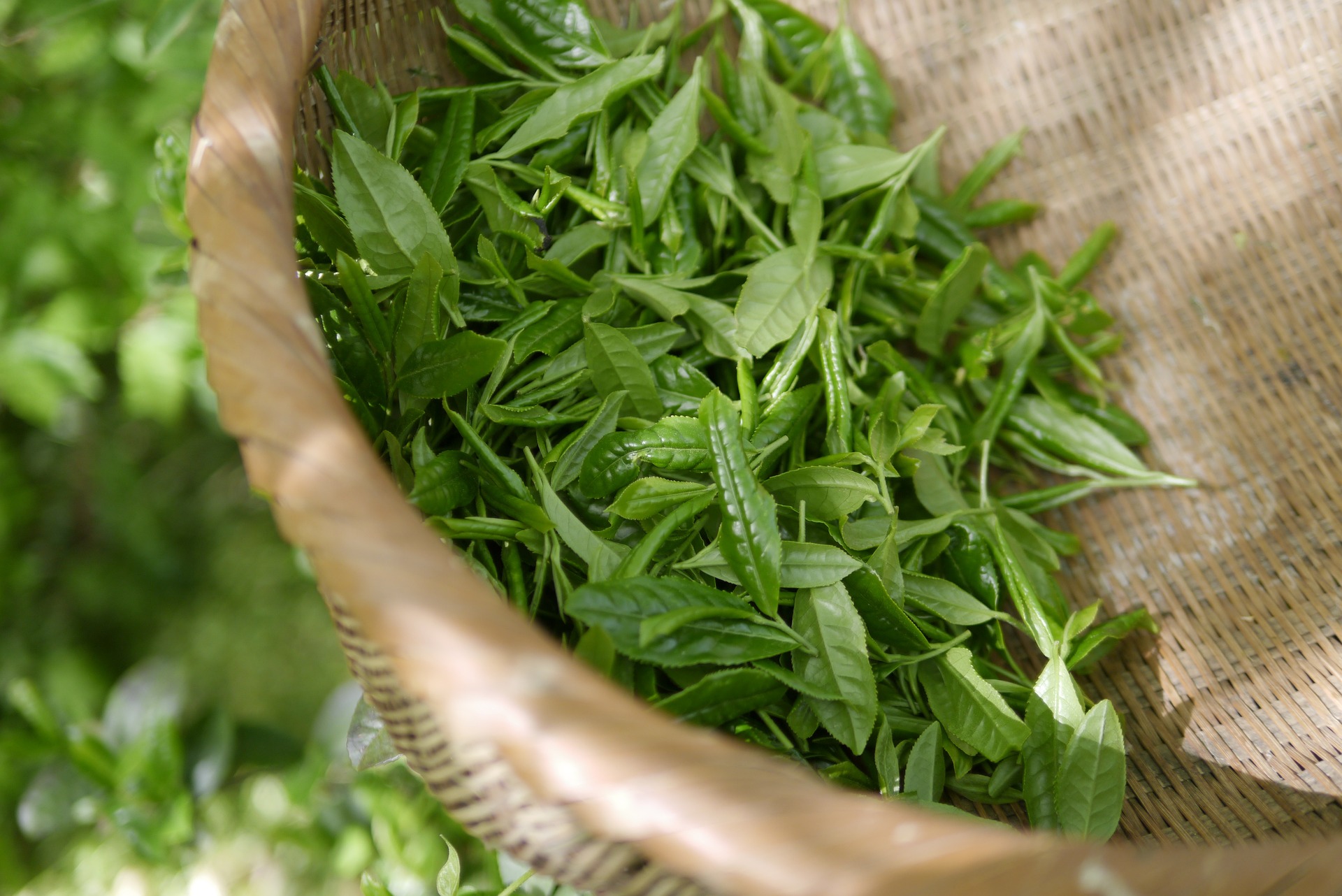 Tea leaves in a wooden basket