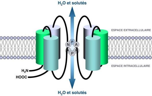 General structure of Aquaporins