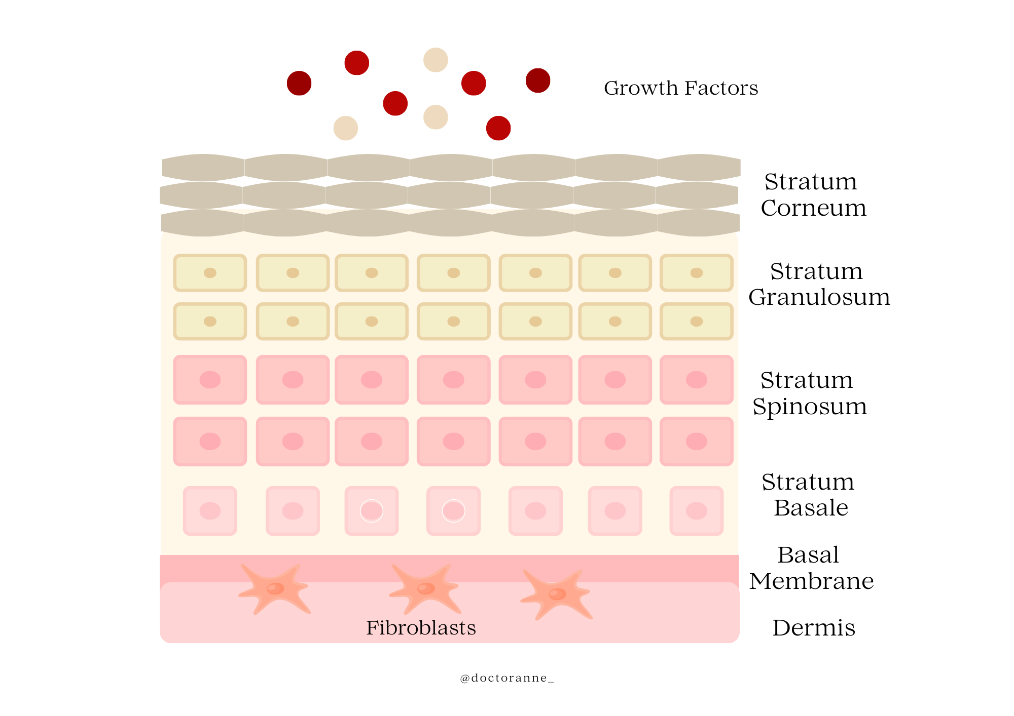A skin diagram showing the different layers Growth Factors need to penetrate to work